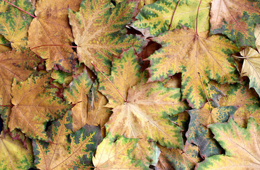 background a lot of autumn yellowed maple leaves