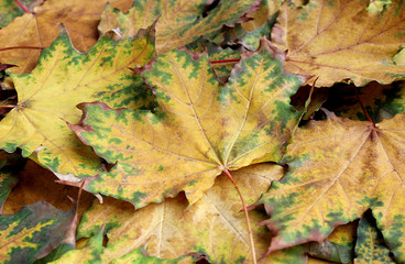 background a lot of autumn yellowed maple leaves