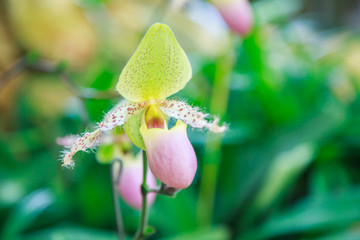 Obraz premium Flowers: Lady's slipper, lady slipper or slipper orchid Paphiopedilum, Paphiopedilum sukhakulii. The slipper-shaped lip of the flower serves as a trap for pollinating insects to fertilize the flower.
