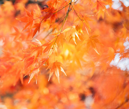 Red maple leaves/ branches in autumn season isolated on white background.Red maple tree with golden sunlight and blurred background, Japan