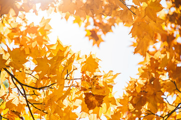 Colorful autumn leaves background