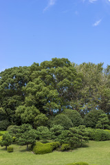 blue sky and park's green