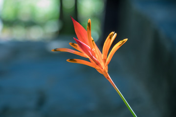 Heliconia is a genus of flowering plants in the family Heliconiaceae. Common names for the genus include lobster-claws, toucan peak, wild plantains or false bird-of-paradise.