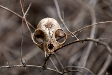 Dirty Cat Skull Caught in Dead Brown Vines