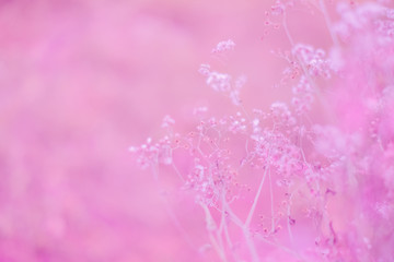 Colorful grass flower in soft and blur style for background