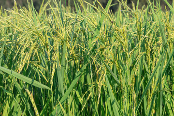 Rice field green background.
