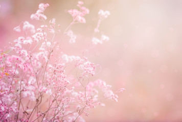 Colorful grass flower in soft and blur style for background