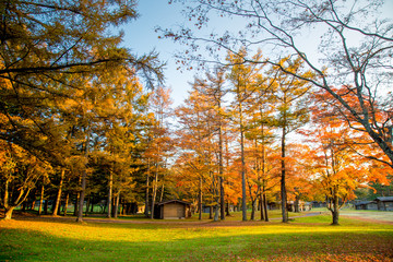 Foliage with fall Autumn leaves on trees in Japan. Karuizawa is a mountain resort town and a shopping street of Nagano Prefecture, Japan