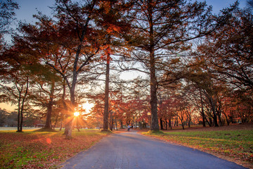 Foliage with fall Autumn leaves on trees in Japan. Karuizawa is a mountain resort town and a shopping street of Nagano Prefecture, Japan