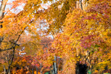 Foliage with fall Autumn leaves on trees in Japan. Karuizawa is a mountain resort town and a shopping street of Nagano Prefecture, Japan