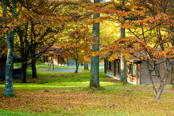 Foliage with fall Autumn leaves on trees in Japan. Karuizawa is a mountain resort town and a shopping street of Nagano Prefecture, Japan