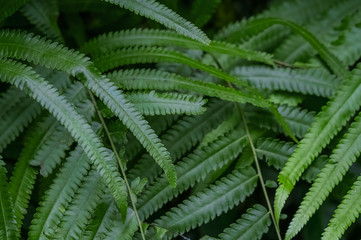 Green leaves of fern in tropical forest background. Nature concept