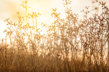 Grass flower in sun light vintage style background