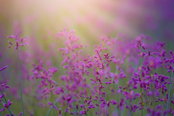 Purple grass flower in the rays of sunlight in summer meadow field with soft focus and blur style for background