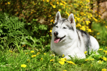 A pregnant mature Siberian husky female dog is lying down on green grass near yellow flowers. There are some dandelions around her. A bitch has grey and white fur and blue eyes.