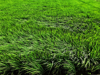 green grass in the wind