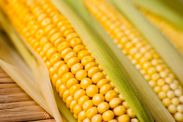 Corn cob, wooden background, top view, agriculture