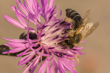 A Bee Gathering the Remaining Pollen in Early Autumn