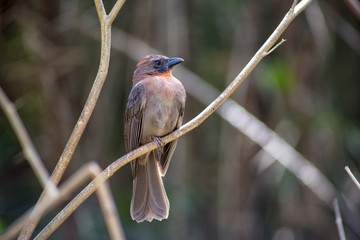 bird on a branch