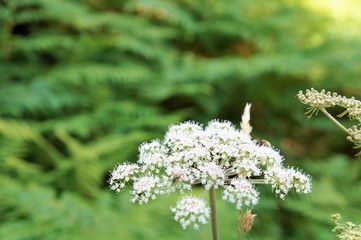 Blume Blüte Pflanze