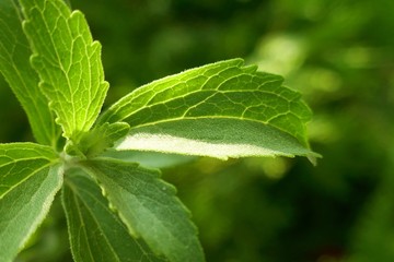 Stevia plant.Stevia rebaudiana, sweetener herb. vegetable sweetener.  green twig stevia on green blurred background.healthy diet food - obrazy, fototapety, plakaty