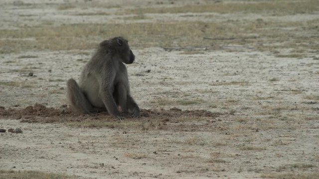 baboon sitting on the ground, foraging and eating then standing up and walking out of the picture
