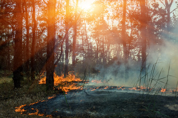 Forest fire. fallen tree is burned to the ground a lot of smoke when wildfire © yelantsevv