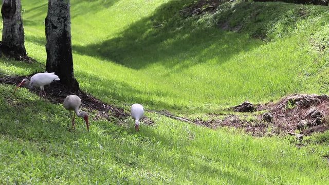 Young ibis family feeding on the ground