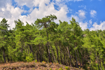 Fototapeta premium beautiful fluffy green relict pines on the mountainside, the land of a reddish shade covered with fallen singing, against the blue sky covered with clouds
