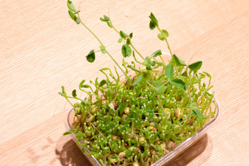 伸びかけた豆苗