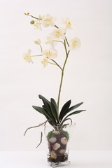 蘭のデコレーション