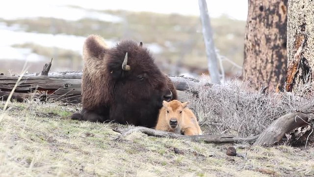 A cow bison licks her newborn bison calf  to encourage it to stand up for the first time in Yellowstone National Park.