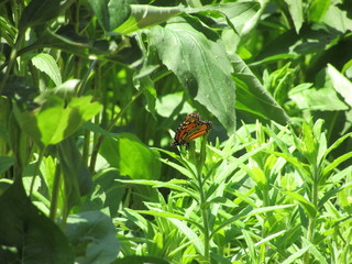 Monarch butterfly with greenery