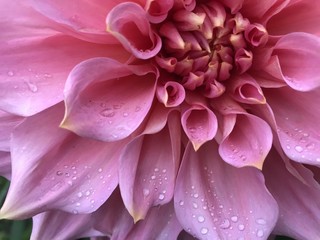 Chrysanthemum 2