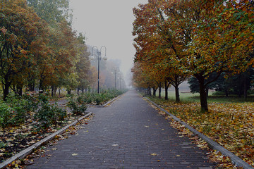 Misty morning in the autumn park