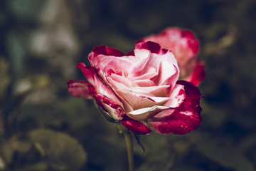 Kwiat Rózy