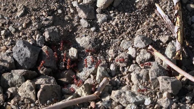 Red ants time lapse in and out of nest 