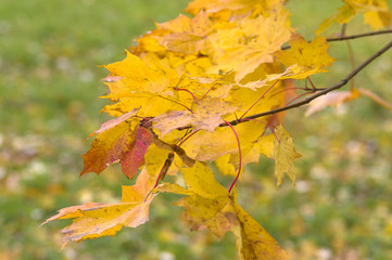 Naklejka na ściany i meble A branch with yellow maple leaves on a background of green grass