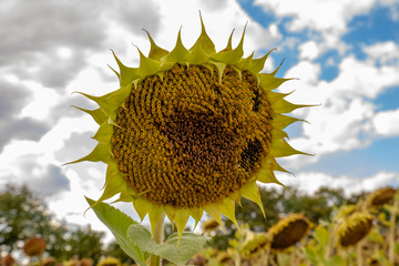 Sonnenblumenkerne in einem Bl&uuml;tenstand (Helianthus annuus)