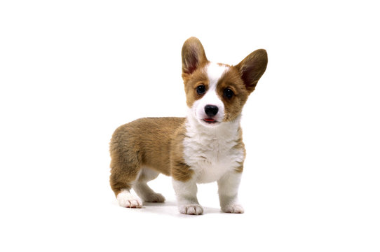 コーギー　ウェルシュコーギー　犬　犬の絵　原画　絵画　鉛筆画　手描き　イラスト コーギー ウェルシュコーギー 犬 犬の絵 原画 絵画 鉛筆画