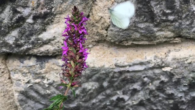 Butterfly cabbage white feeding on a flower Purple Loosestrife - Lythrum salicaria. A butterfly suck from a bloom  in the garden, slow motion.