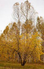 Fototapeta premium Autumn landscape, yellow trees.