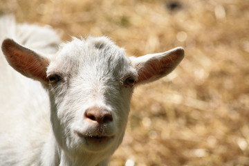 farm goat