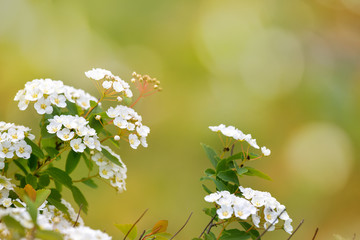 Spring background. White flowers on a green background. Blooming spirea on a green blurred...