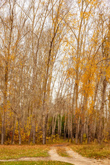 Autumn landscape, yellow trees.