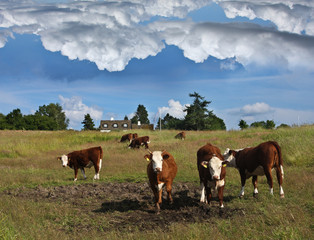 Fototapeta na wymiar danish cows