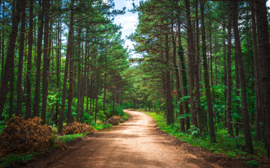 Forest Path