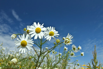 Obraz na płótnie Canvas Field with yellow and white daisy flowers