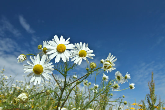 Field with yellow and white daisy flowers © jeancliclac