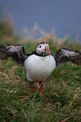 Cute Atlantic Puffin - ratercula arctica in Borgarfjordur eystri ,Iceland.